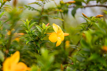 Obraz premium The yellow bell flower in Burma, Allamanda cathartica or Golden Trumpet Flower, is a beautiful golden yellow flower with bright green leaves.