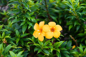 The yellow bell flower in Burma, Allamanda cathartica or Golden Trumpet Flower, is a beautiful golden yellow flower with bright green leaves.