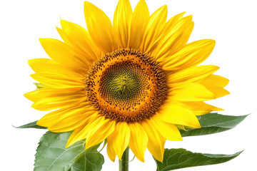 Obraz premium Beautiful sunflower blooming brightly under sunlight in a serene garden setting, showcasing vibrant yellow petals and rich green leaves