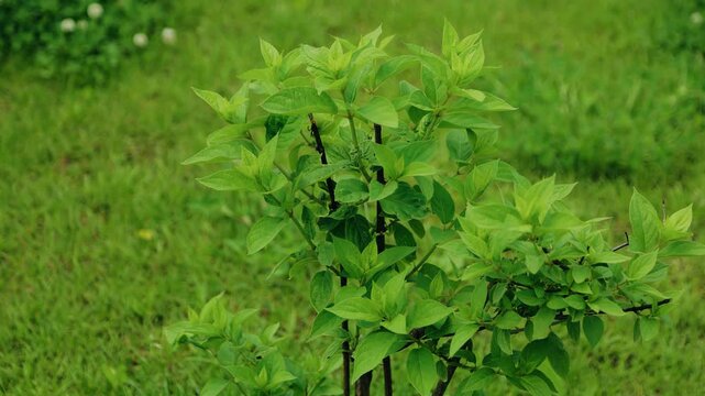 Close-up of a bright green bush growing in the garden. Shooting in motion