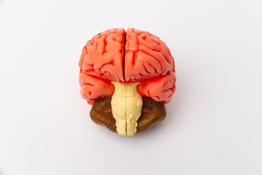Human brain Anatomical Model, medical concept image