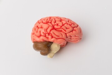 Human brain Anatomical Model, medical concept image