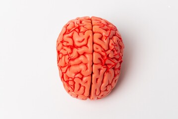 Human brain Anatomical Model, medical concept image