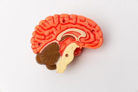 Human brain Anatomical Model, medical concept image