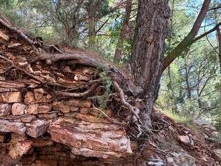 Roots of tree in layered rock strata.