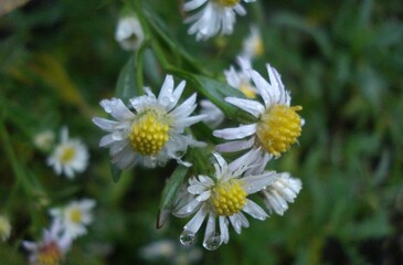 white daisy flower