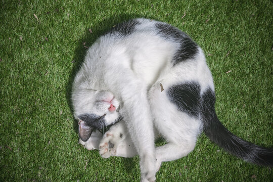 Top view of a black and white cat curled up like a ball on grass - Powered by Adobe
