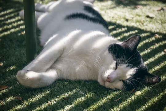 A black and white cat sleeping under a bench in the shade - Powered by Adobe