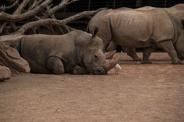 Obraz premium .photographs of African rhinos in nature