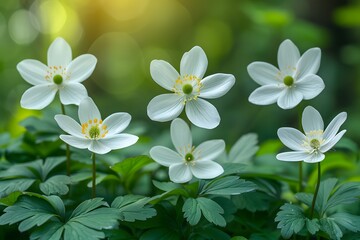Obraz premium Tranquil White Anemone Blossoms in Lush Greenery for Nature-Themed Decor