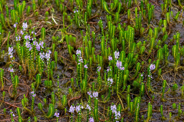 Myriophyllum aquaticum or parrotfeather watermilfoil in Burma has beautiful pink and purple flowers.