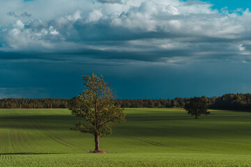 Lonely tree over dramatic sky