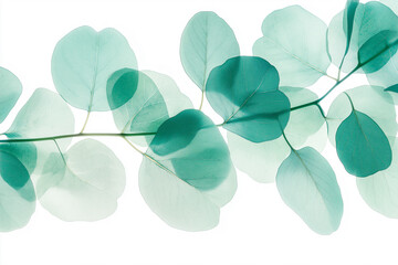 Obraz premium A leafy green plant with a white background. The leaves are very thin and delicate, and the plant appears to be growing in a garden
