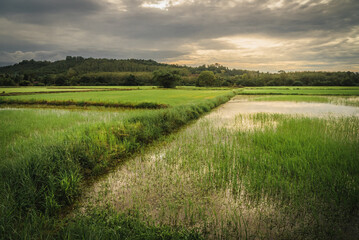 Obraz premium rural agricultural heritage of the paddy or paddy rice fields