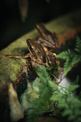 two southeast asian tree frogs polypedates leucomystax mating in serenity