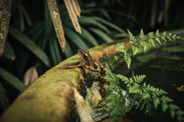 two southeast asian tree frogs polypedates leucomystax mating in serenity