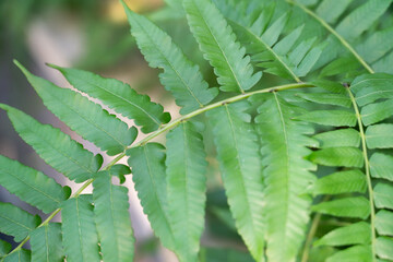 Fern leaf plant, macro shot photo.