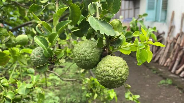4k video footage of kaffir lime or makrut lime fruit (Citrus hystrix) that still young and green. Concept for agriculture, urban farming.