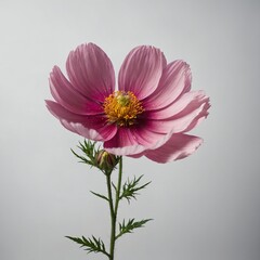 "A fresh cosmos flower with pink petals against a white backdrop."