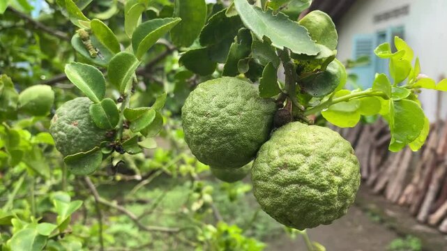 4k video footage of kaffir lime or makrut lime fruit (Citrus hystrix) that still young and green. Concept for agriculture, urban farming.