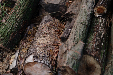 Pine wood logs in the forest.
