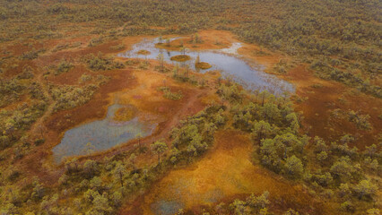 .landscape of swamp, lake and forest from drone