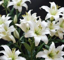 Obraz premium Soft focus on cluster of pristine white flowers of madonna lily, graceful, pure, symbolism