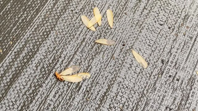An alates falls to the ground and its wings appear to have detached from its body. After this, the alates will mate and produce new termites.