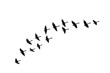 A series of birds in flight, forming a graceful arc across the scene.