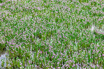 Fototapeta premium Myriophyllum aquaticum or parrotfeather watermilfoil in Burma has beautiful pink and purple flowers.
