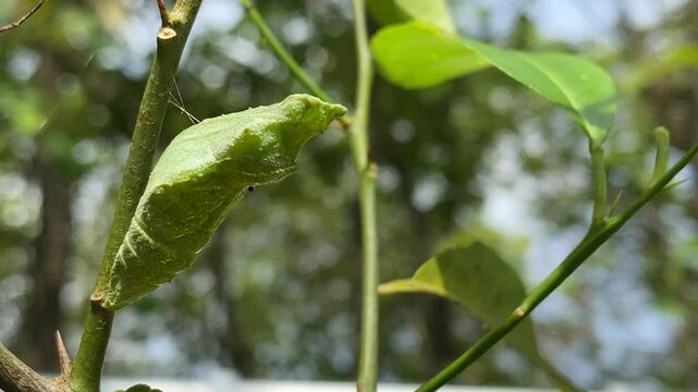 Lime butterfly caterpillar (Papilio demoleus) transform into a chrysalis or pupa sticks to a tree trunk or bush. The initial stage of insect life is in the form of butterfly or moth larvae.