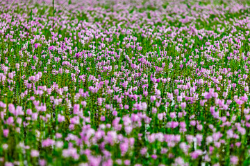 Myriophyllum aquaticum or parrotfeather watermilfoil in Burma has beautiful pink and purple flowers.