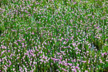 Myriophyllum aquaticum or parrotfeather watermilfoil in Burma has beautiful pink and purple flowers.