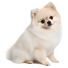 Obraz premium Adorable Pomeranian Puppy