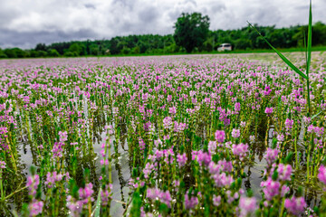 Myriophyllum aquaticum or parrotfeather watermilfoil in Burma has beautiful pink and purple flowers.