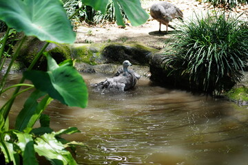 The Cape Barren Goose (Cereopsis novaehollandiae) is a large, striking goose native to southern Australia and Tasmania. Known for its unique appearance and grazing habits 