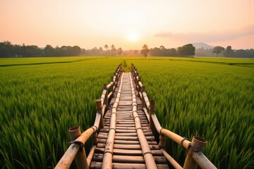 Fototapeta premium Serene Bamboo Bridge at Sunrise Over Lush Green Rice Fields in Tranquil Scenery Capturing Nature's Beauty and Calm Atmosphere in Rural Landscape