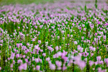 Myriophyllum aquaticum or parrotfeather watermilfoil in Burma has beautiful pink and purple flowers.