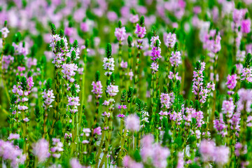 Myriophyllum aquaticum or parrotfeather watermilfoil in Burma has beautiful pink and purple flowers.