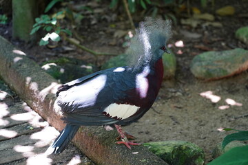 The Victoria Crowned Pigeon (Goura victoria) is a strikingly beautiful and large pigeon species named in honor of Queen Victoria. It is native to the lowland and swamp forests of New Guinea and nearby