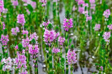 Myriophyllum aquaticum or parrotfeather watermilfoil in Burma has beautiful pink and purple flowers.