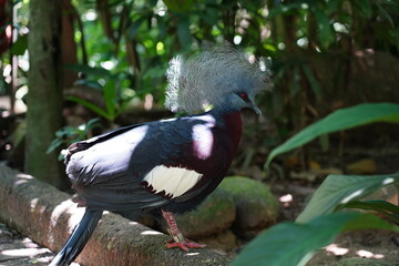 The Victoria Crowned Pigeon (Goura victoria) is a strikingly beautiful and large pigeon species named in honor of Queen Victoria. It is native to the lowland and swamp forests of New Guinea and nearby