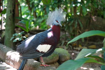The Victoria Crowned Pigeon (Goura victoria) is a strikingly beautiful and large pigeon species named in honor of Queen Victoria. It is native to the lowland and swamp forests of New Guinea and nearby