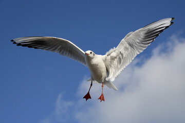 Black headed Gull, Larus ridibundus, winter plumage adult birds in flight