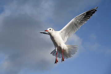Fototapeta premium Black headed Gull, Larus ridibundus, winter plumage adult birds in flight