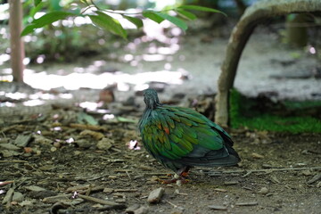 The Nicobar Pigeon (Caloenas nicobarica) is a strikingly beautiful and unique bird found in the dense forests and coastal regions of Southeast Asia and the Pacific islands 