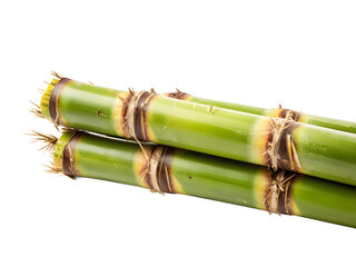 Fototapeta premium Sugar cane isolated on white background 