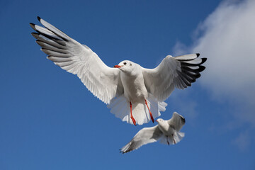 Black headed Gull, Larus ridibundus, winter plumage adult birds in flight