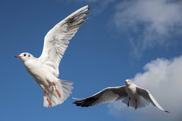 Black headed Gull, Larus ridibundus, winter plumage adult birds in flight