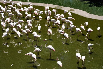 The Greater Flamingo (Phoenicopterus roseus) is the largest and most widespread flamingo species, found in parts of Africa, southern Europe, and South Asia.